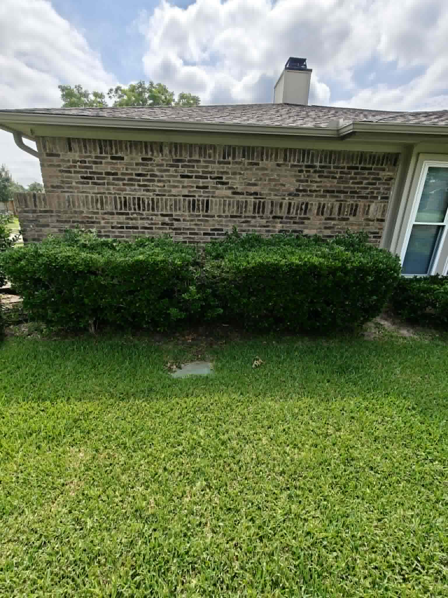 Overgrowth Remediation Before